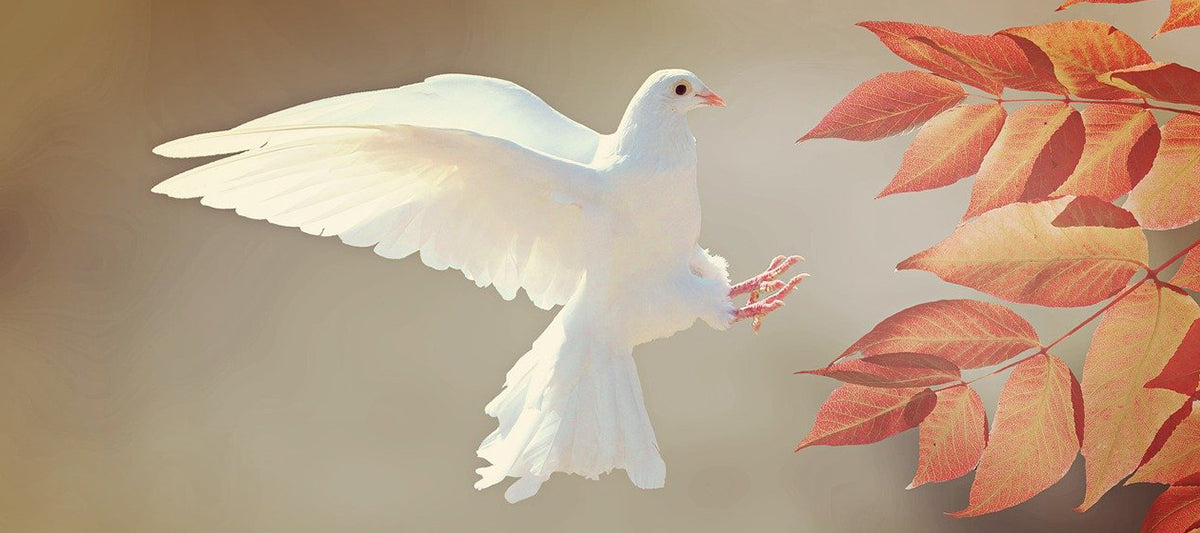 The Olive Tree — a Message of Lasting Peace