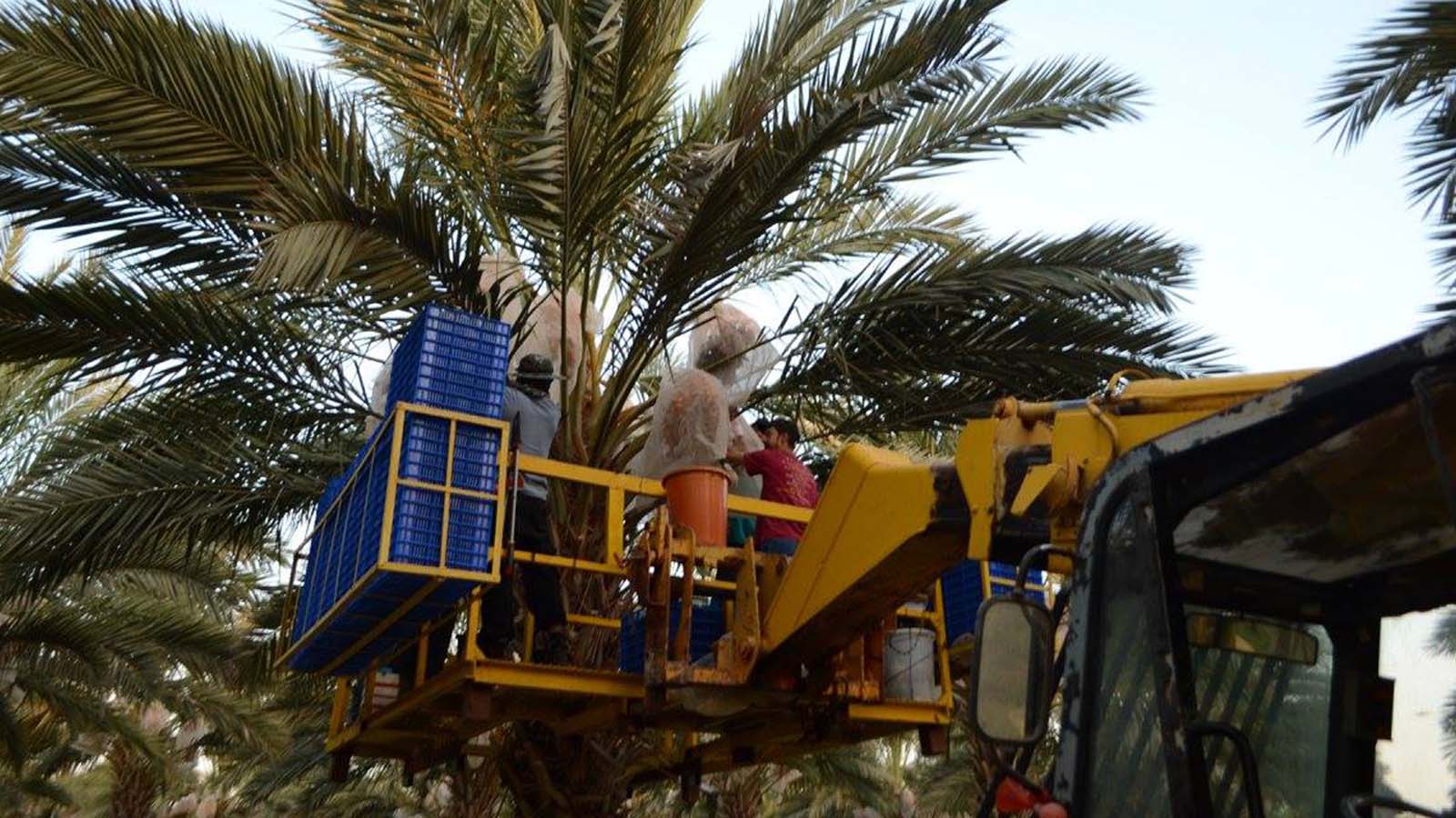 Turning the deserts into gardens!