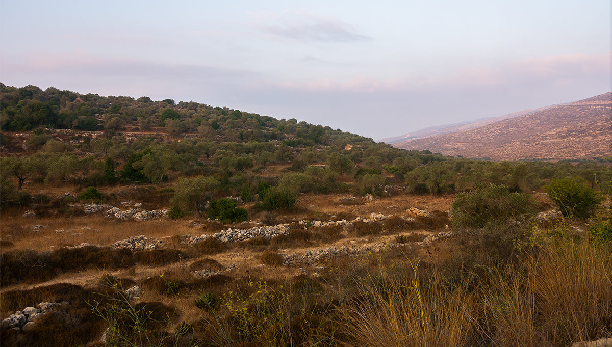 Restoring Israel one tree at a time.