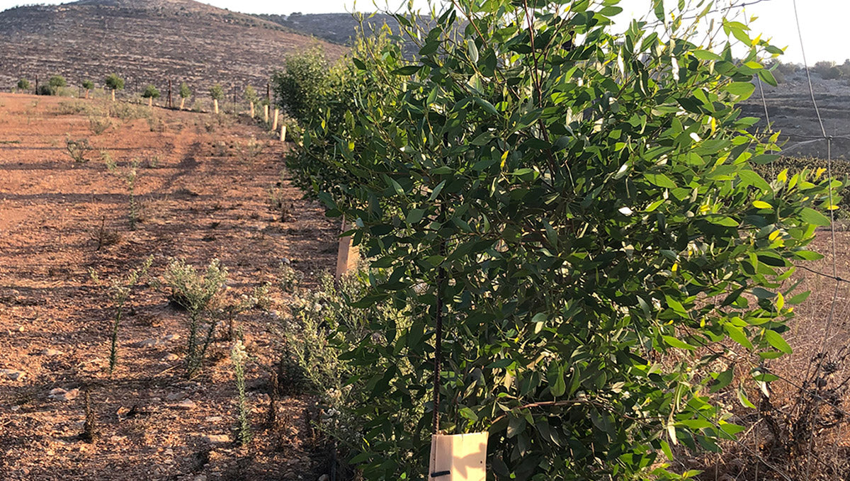 Signs of the Redemption—Israel is alive!