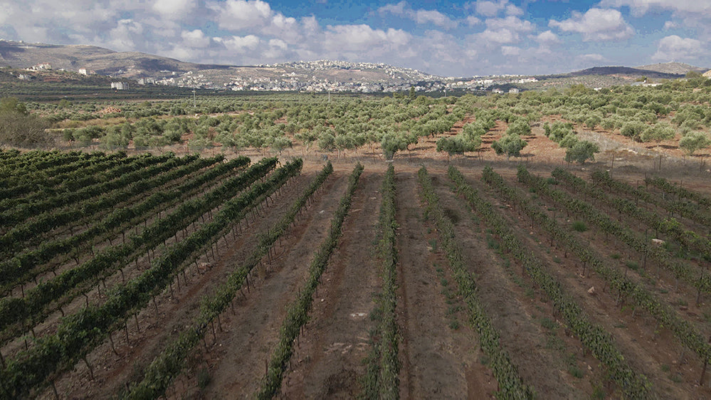 Vineyards are about to be bulldozed: Make your voice heard!