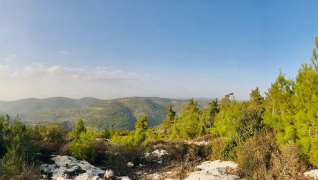 Roots of Eretz Yisrael—A poem by Sarah Feld