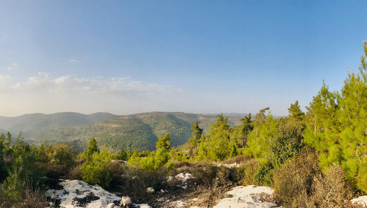 Roots of Eretz Yisrael—A poem by Sarah Feld