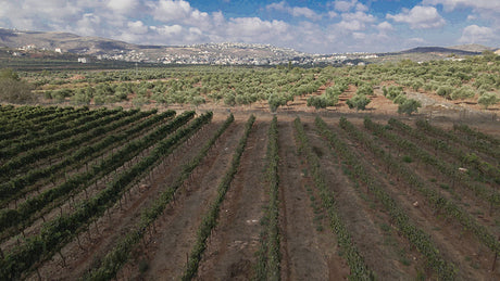 Vineyards are about to be bulldozed: Make your voice heard!