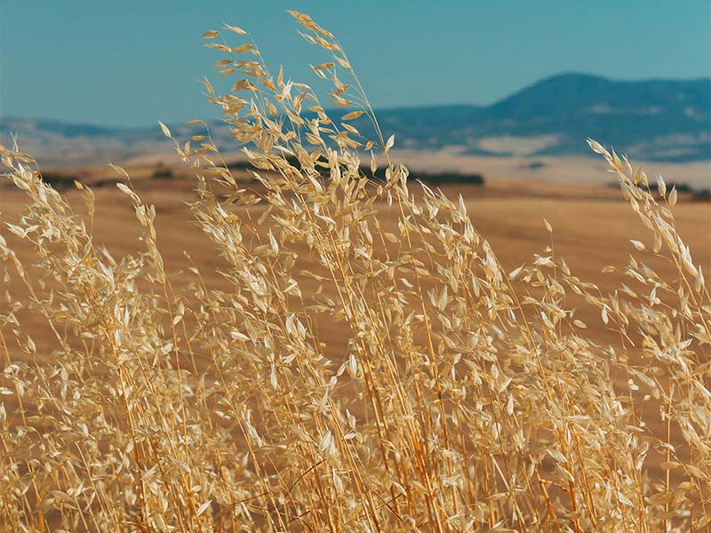 A special Shavuot wheat harvest!