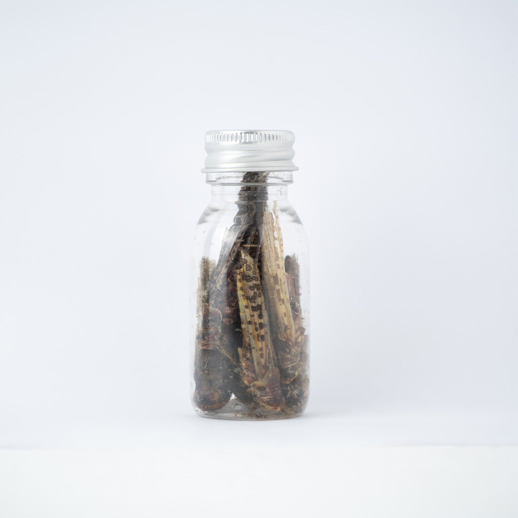Israeli Locusts—A protein-filled snack that's also delicious! - BBI