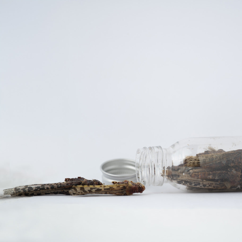 Israeli Locusts—A protein-filled snack that's also delicious! - BBI